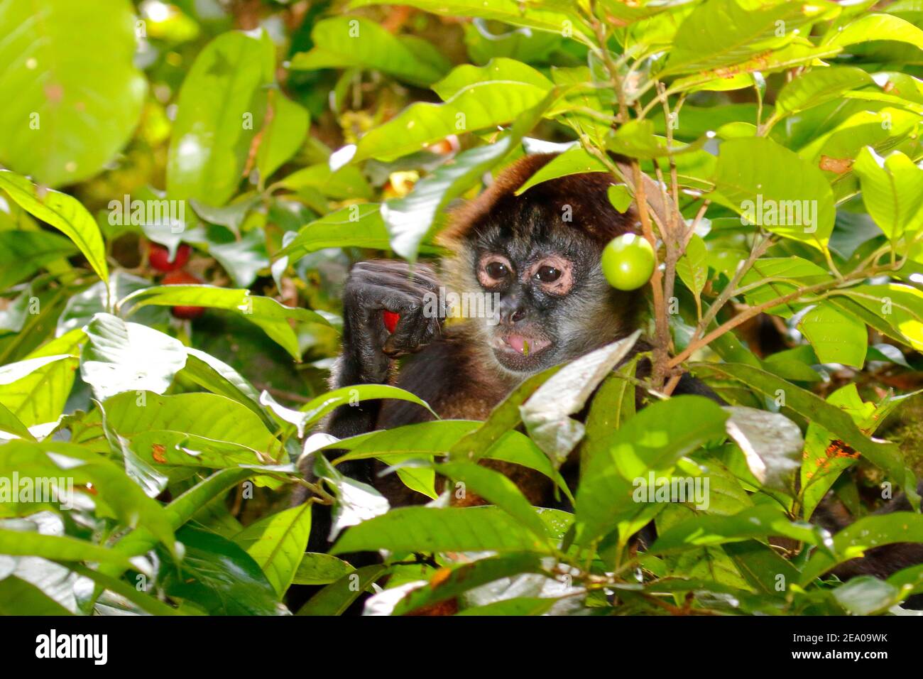 Ein Spinnenaffe, Ateles geoffroy, der im Regenwald auf der Bude nach Früchten feilt. Stockfoto