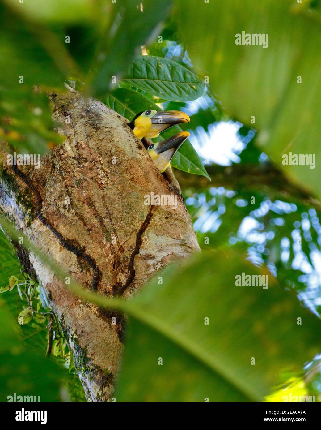 Kastanienstämmiger Tukan, Ramphastos swainsonii, Babys, die in einem Baumloch nisten. Stockfoto