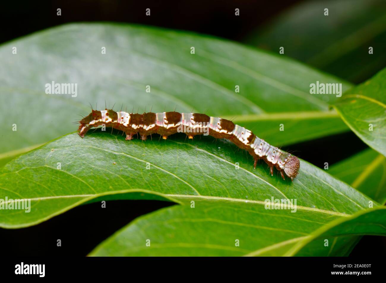 Eine geometrid Looper Raupe, Geometris sp, kriechen auf einem Blatt. Stockfoto