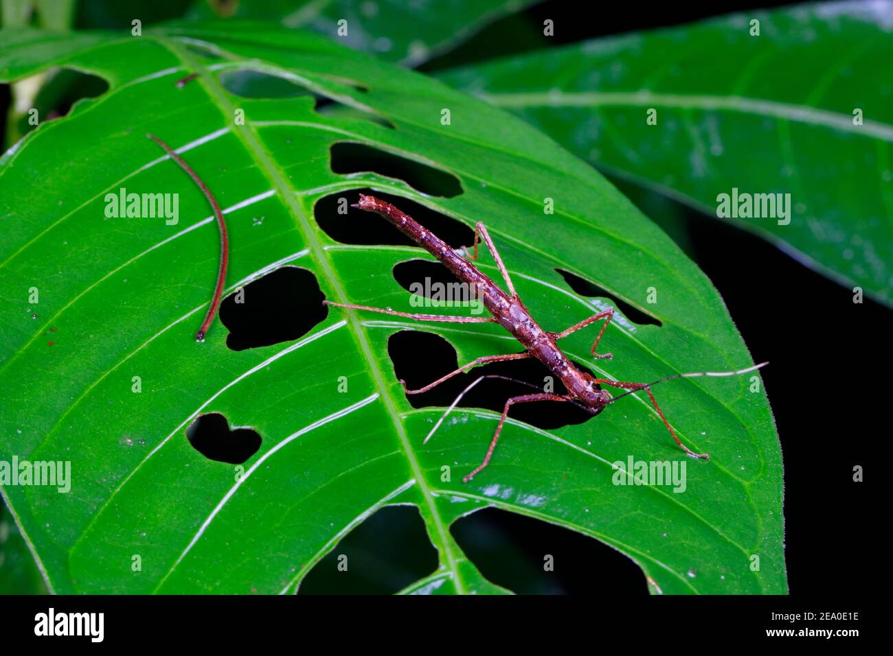 Ein Stock Insekt, Phasmatodea, Fütterung und hinterlässt Löcher in einem Blatt. Stockfoto