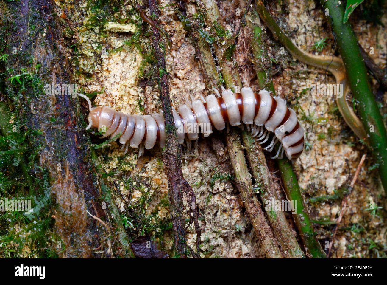 Eine Millipede, Nyssodesmus Python, kriechend auf einem Baumstamm. Stockfoto