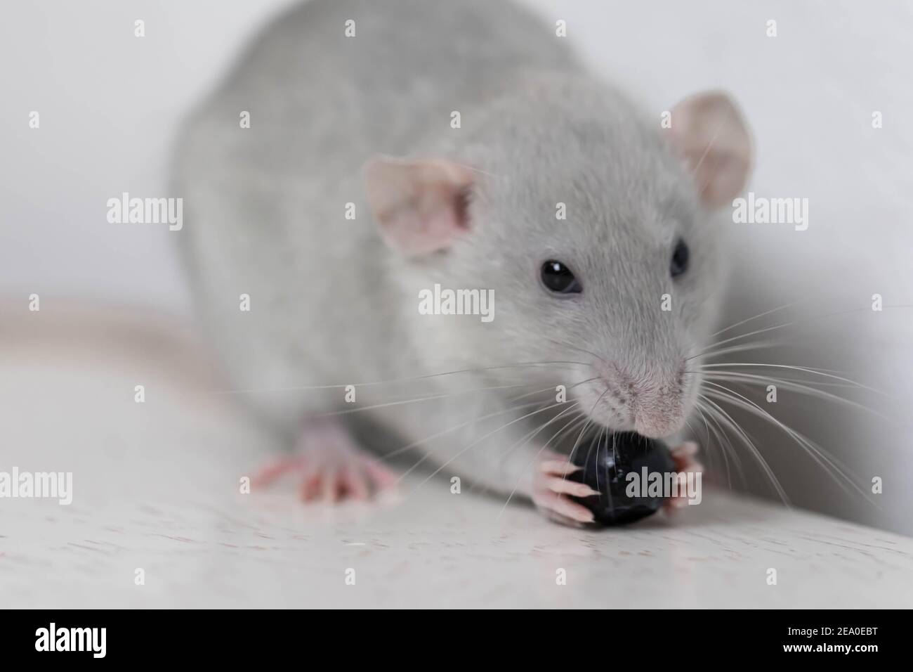 Eine niedliche graue kleine dekorative Ratte frisst leckere und saftige Heidelbeeren. Nahaufnahme von Nagetieren Stockfoto