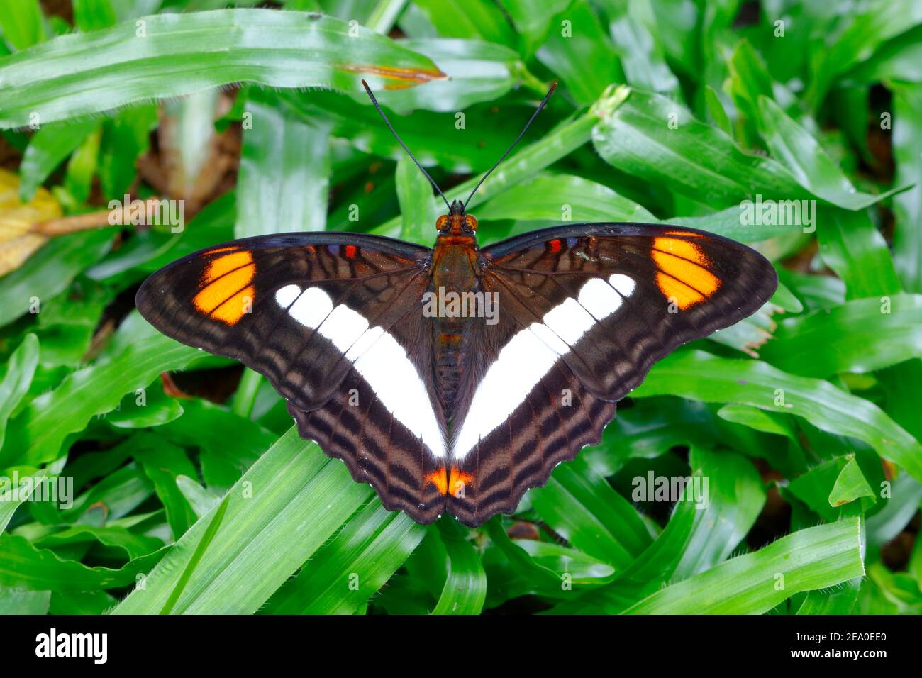 Eine bandzellige Schwester Schmetterling, Adelpha fessonia, in Ruhe auf dem Gras. Stockfoto