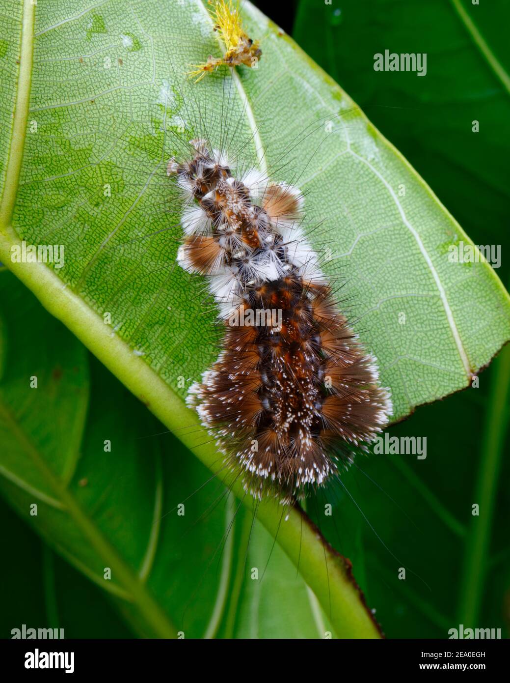 Eine giftige haarige Mottenraupe, Euceron nr. Cipromonis, die sich auf einem Blatt ernährt. Stockfoto