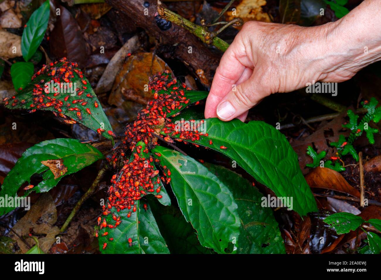 Ein Schwarm von Baumwollflederwanzen, Dysdercus sp, manchmal auch rote Wanzen genannt, werden auf einer Pflanze mit einer menschlichen Hand zusammengesetzt. Stockfoto