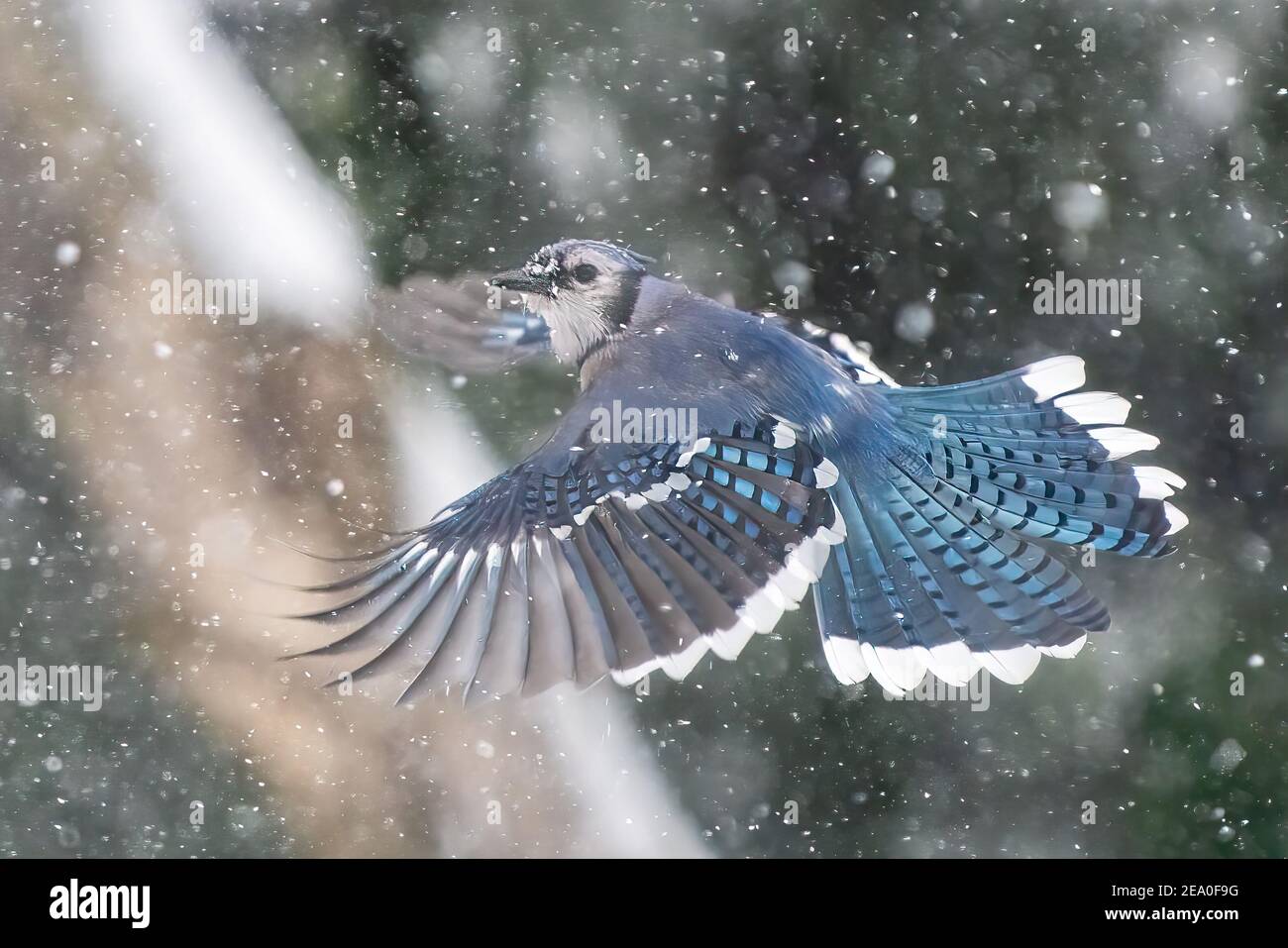 Blue jay Flug in der Nähe während Schneesturm Stockfoto