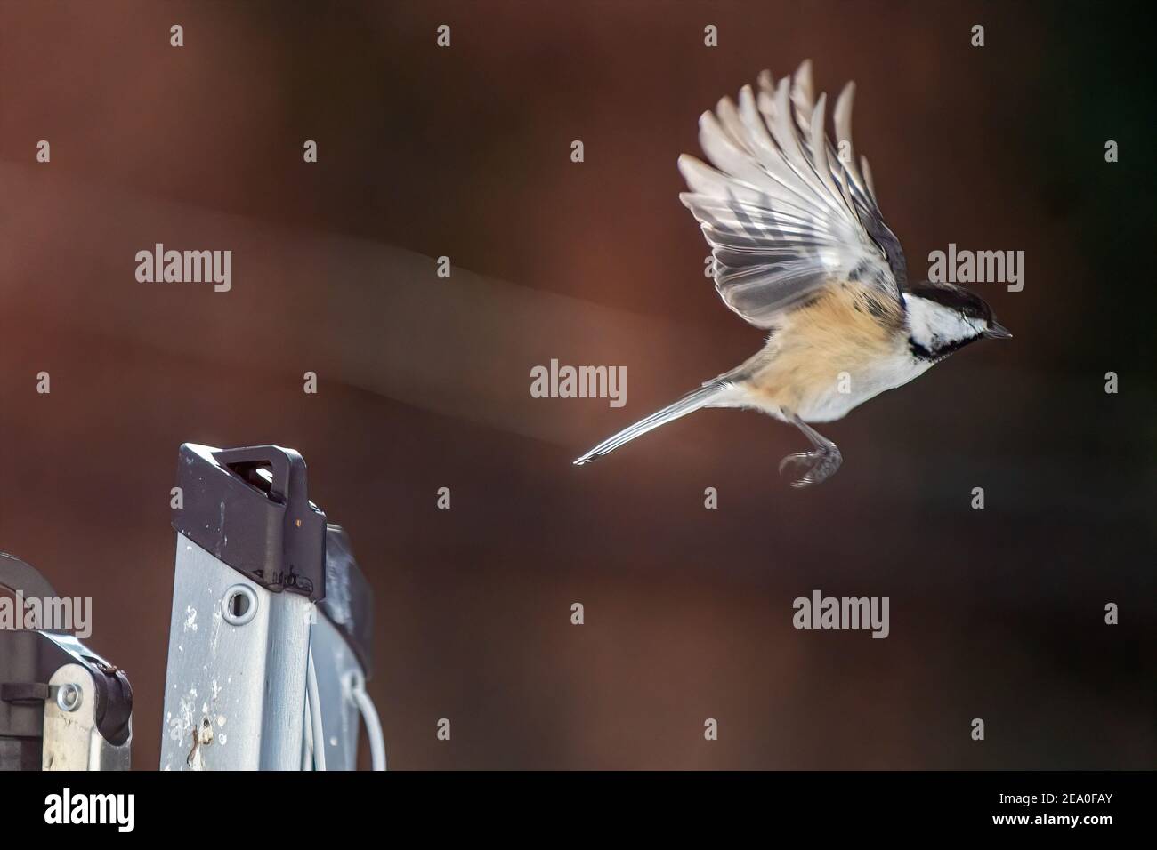 Schwarzdeckelflug im Hinterhof-Habitat Stockfoto