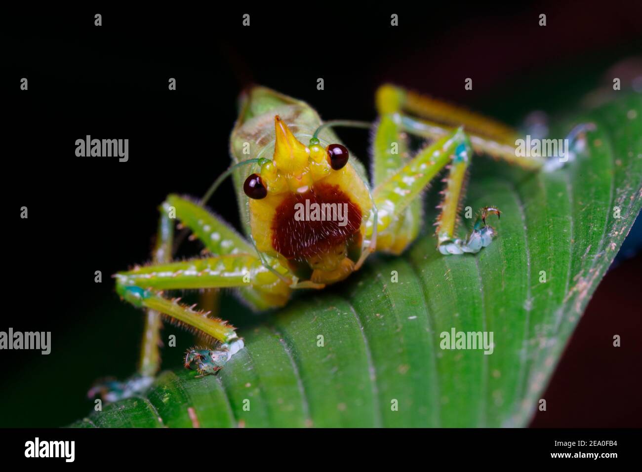 Eine Spitze, die katydid, Copiphora hastata, in der Verteidigungshaltung auf einem Blatt geleitet wird. Stockfoto