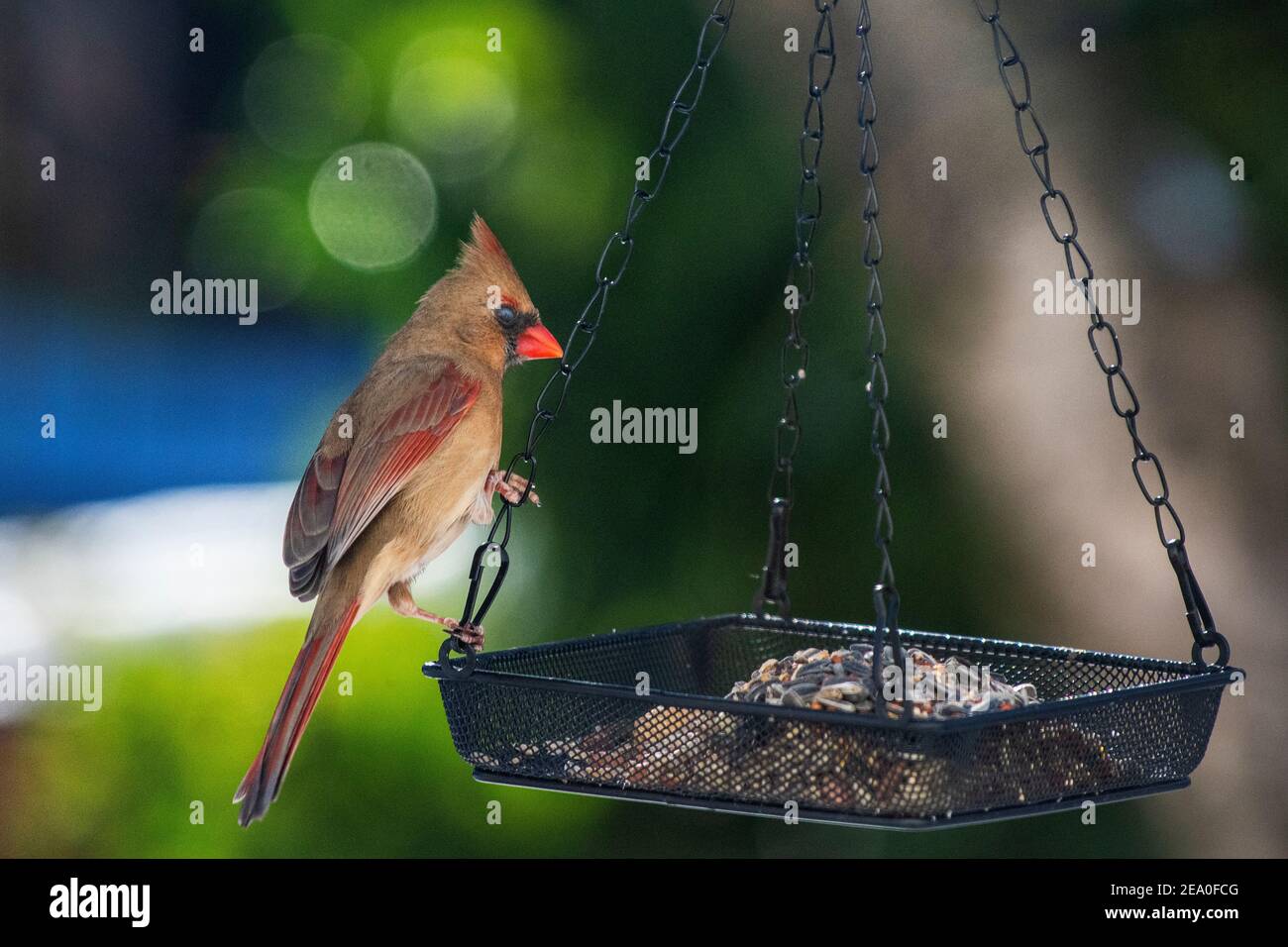 Weibliche nördliche Kardinal im Winter Hinterhof Vogelfutterhäuschen Stockfoto Weibliche nördliche Kardinal im Winter Hinterhof Vogelfutterhäuschen Stockfoto