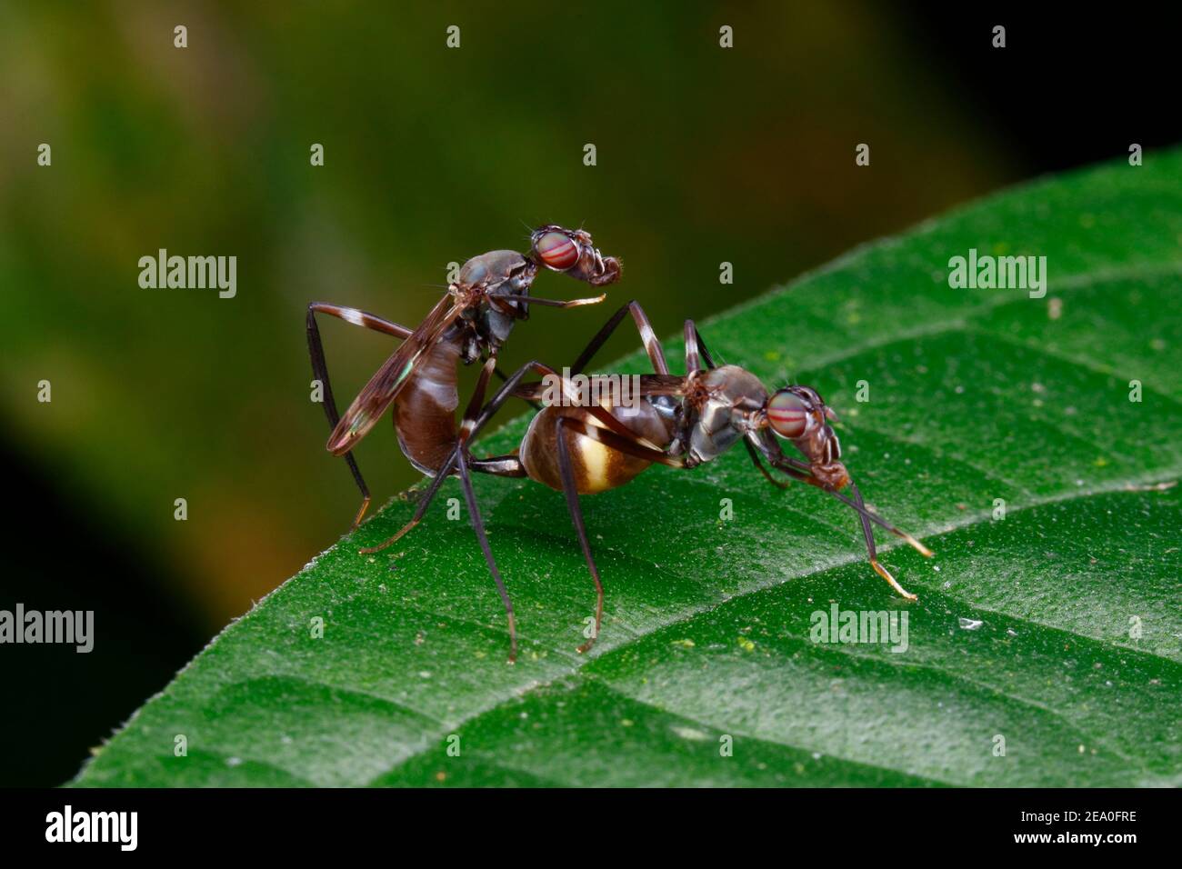 Ein Paar Stelzenfliegen, Micropezidae, Paarung auf einem Blatt. Stockfoto