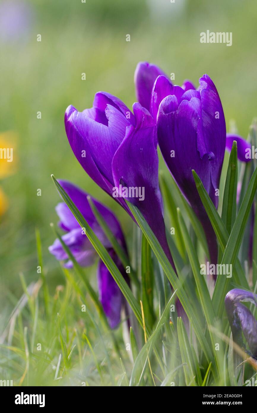 Krokusse, eine der ersten Frühlingsblumen Stockfoto
