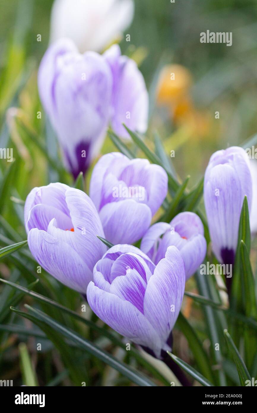 Krokusse, eine der ersten Frühlingsblumen Stockfoto