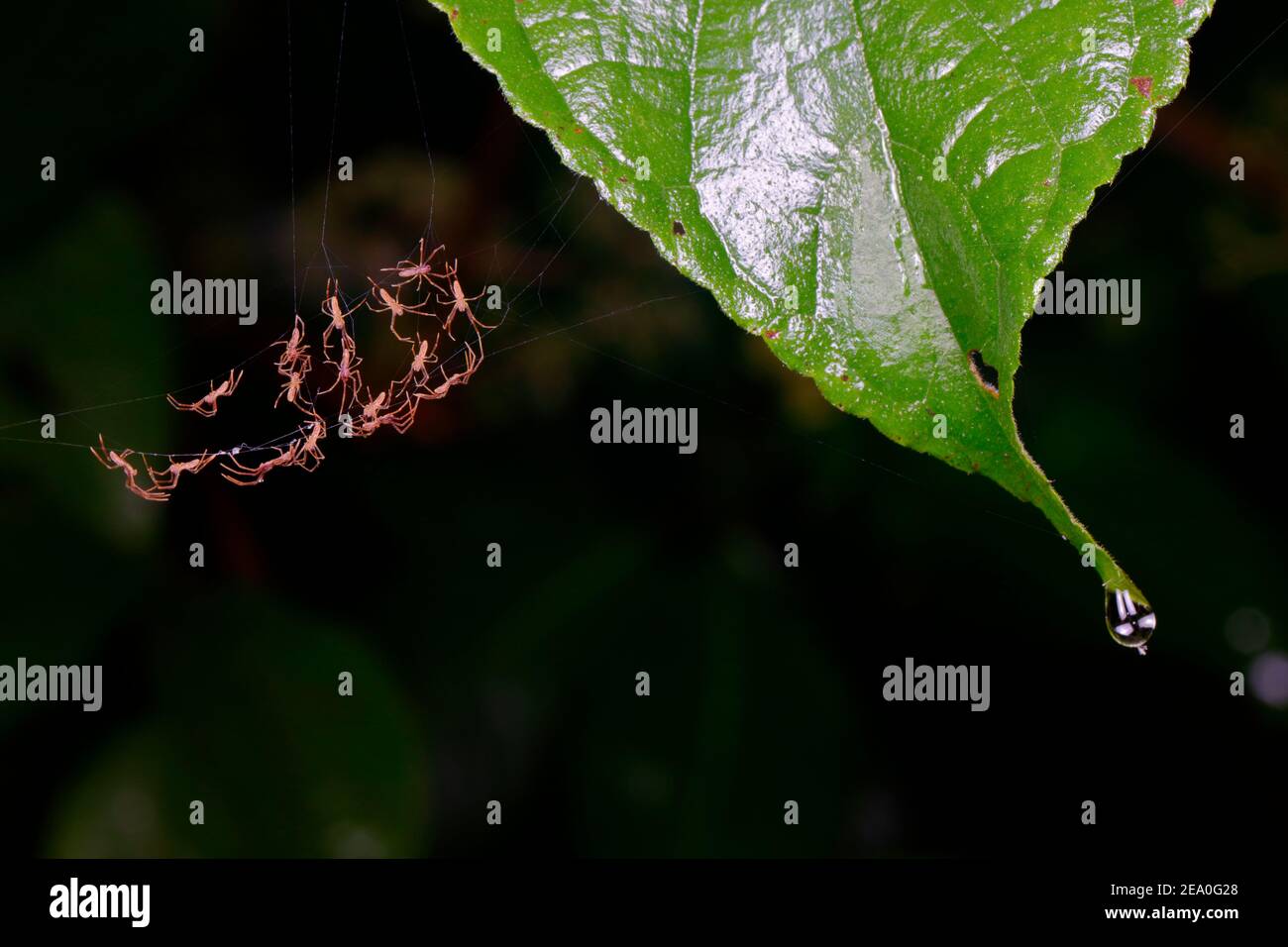Ein Nest von schlüpfenden Spinnen klammert sich an ihr Netz. Stockfoto