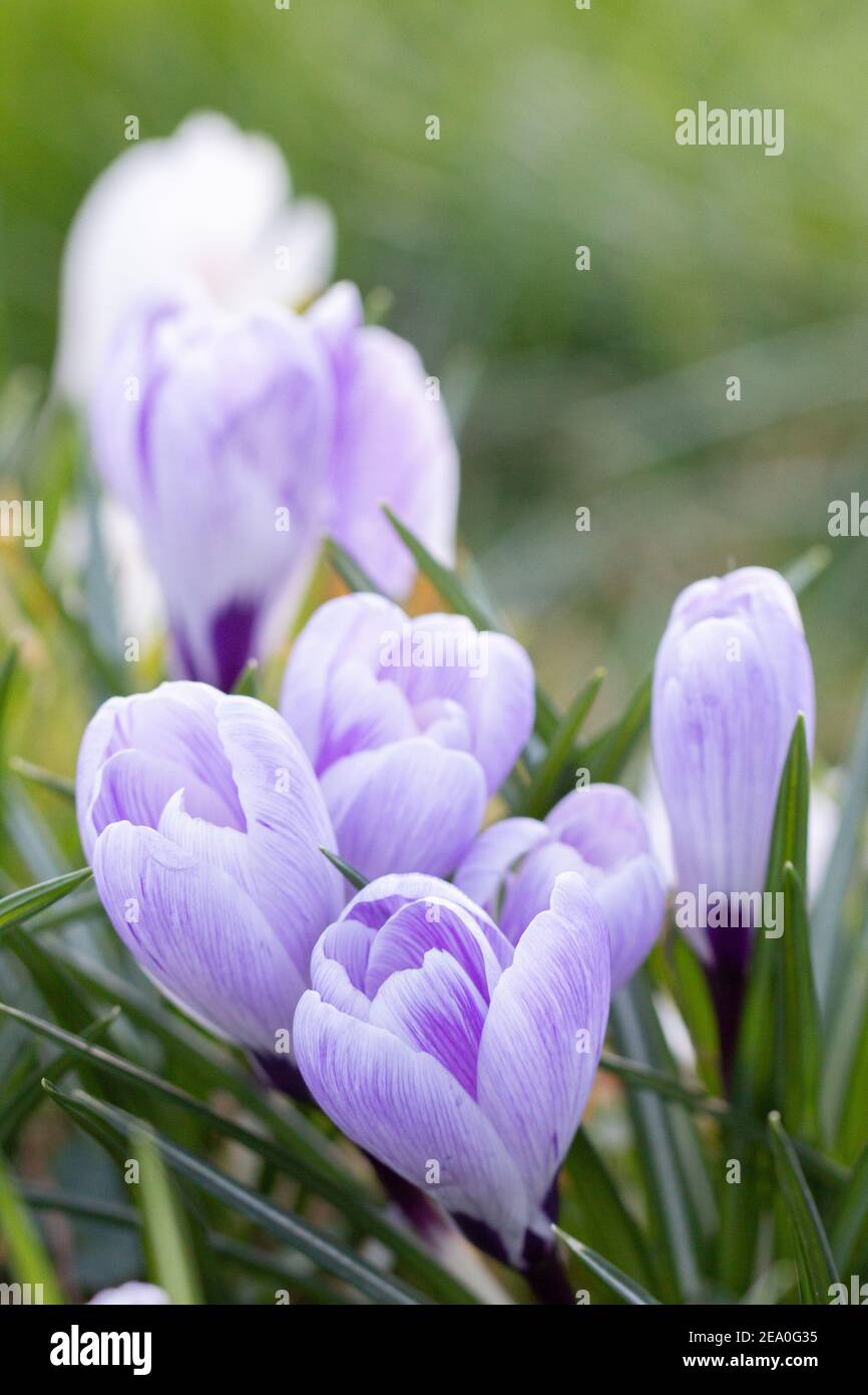 Krokusse, eine der ersten Frühlingsblumen Stockfoto
