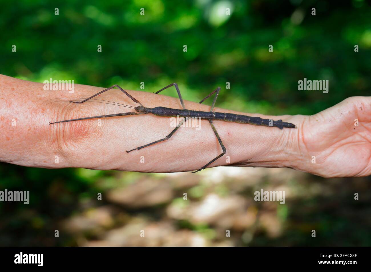 Ein riesiges Wanderstock-Insekt, Phasmatodea, auf einem erwachsenen menschlichen Arm. Stockfoto