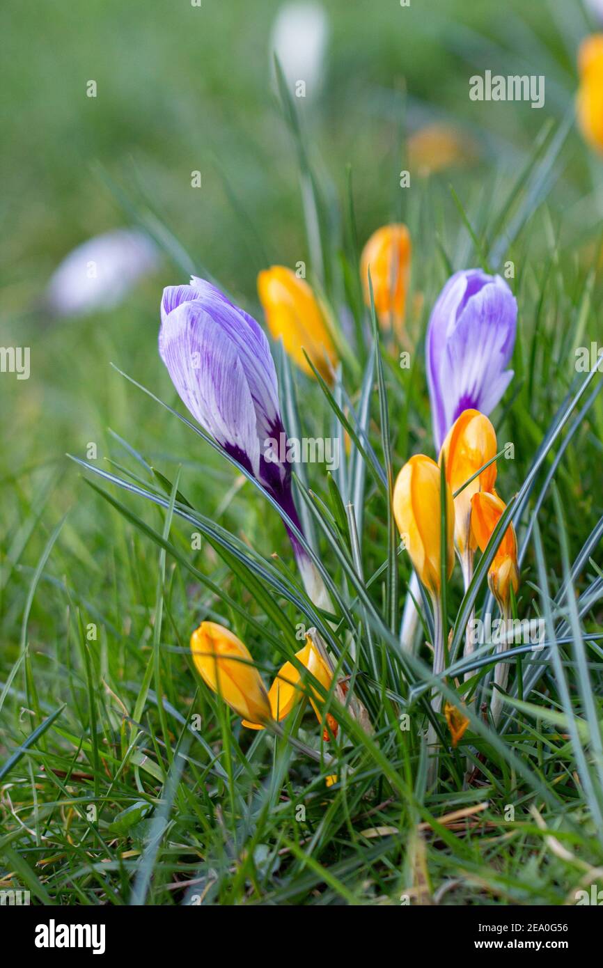 Krokusse, eine der ersten Frühlingsblumen Stockfoto
