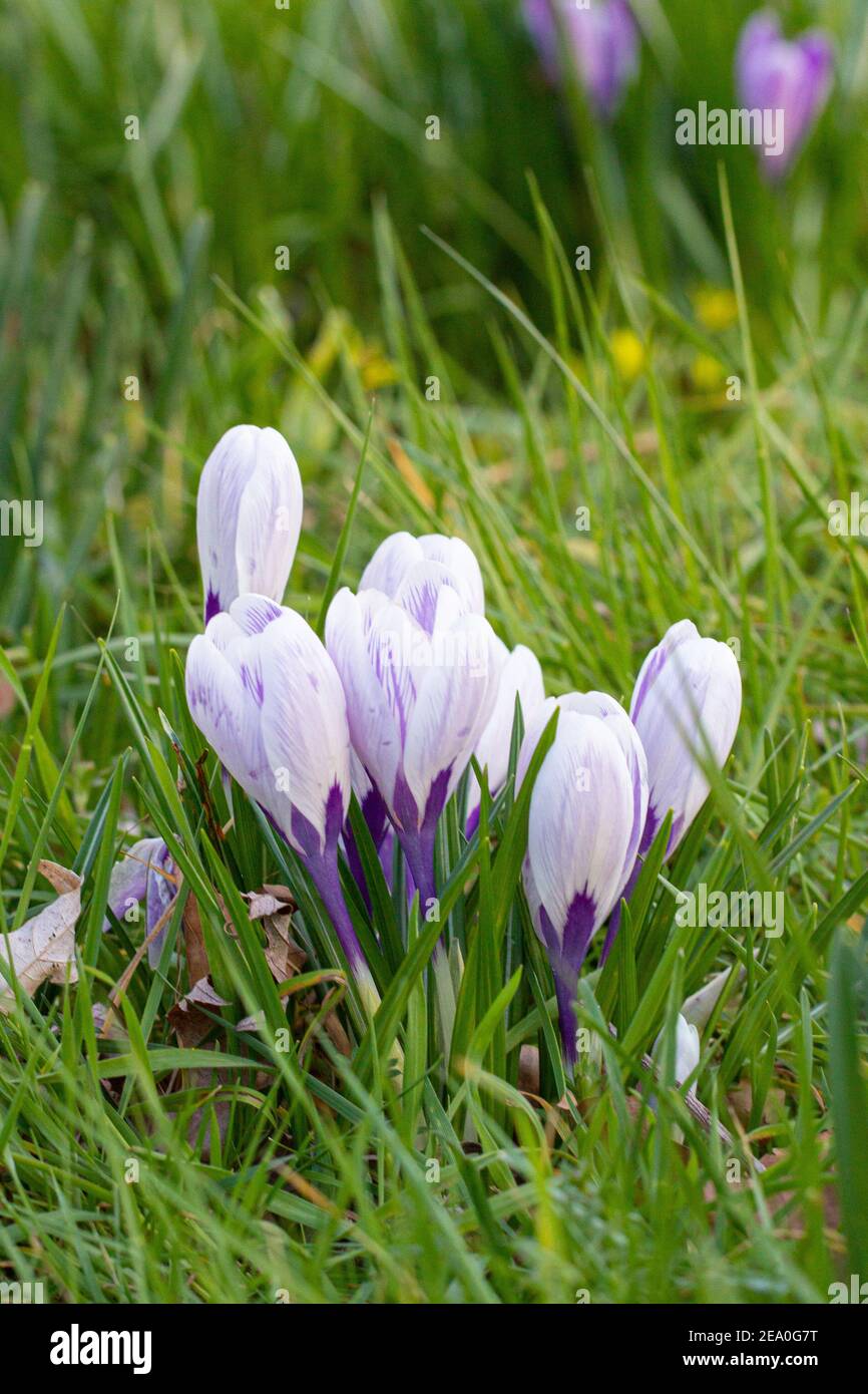 Krokusse, eine der ersten Frühlingsblumen Stockfoto