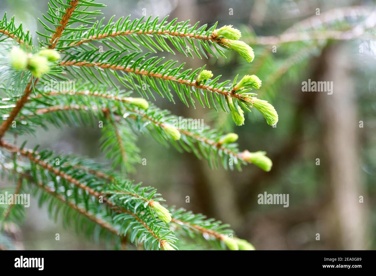 Junge flauschige grüne Fichtenzweige, Tannenzweige im Frühjahr. Selektiver Fokus. Natürlicher Hintergrund. Stockfoto