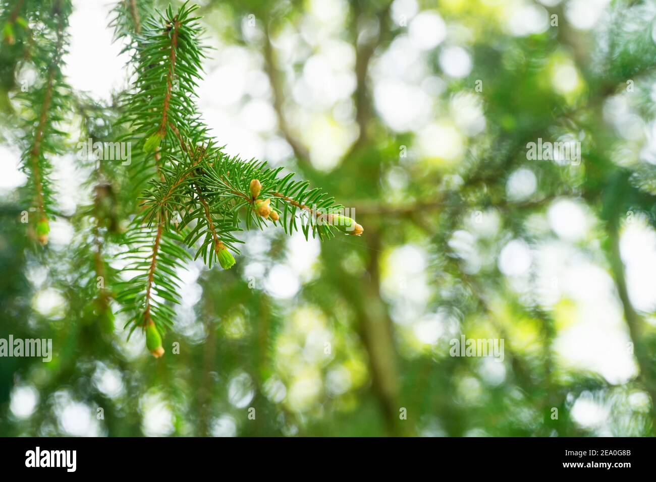 93 / 5000 Wyniki tłumaczenia Junge flauschige grüne Fichtenzweige, Tannenzweige im Frühjahr. Selektiver Fokus. Natürlicher Hintergrund. Stockfoto