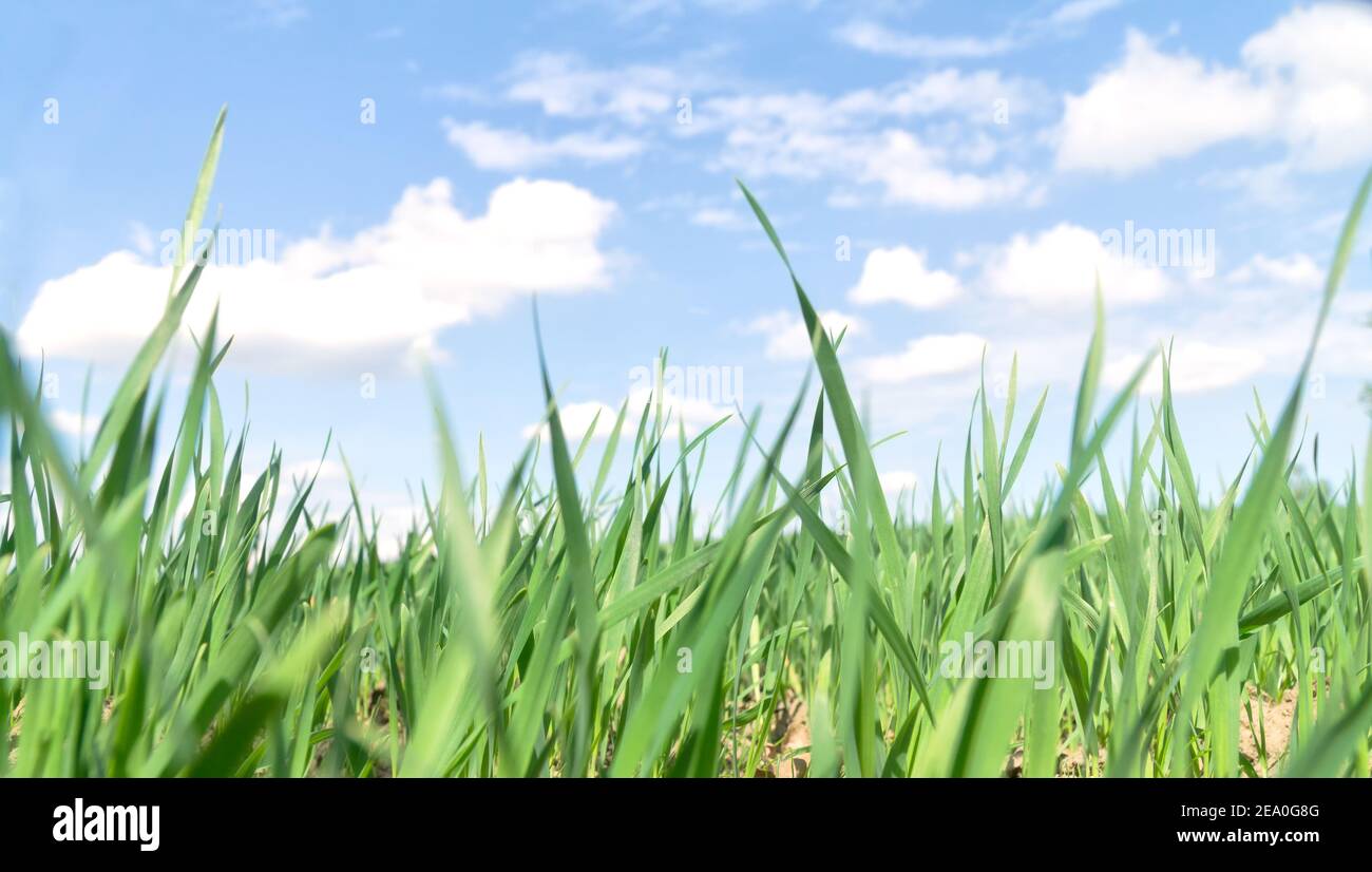 Grünes Feld gegen blauen Himmel mit weißen Wolken, Frühlingslandschaft. Konzept des Schutzes der Umwelteinwirkung. Low-Angle-Ansicht. Selektiver Fokus. Stockfoto