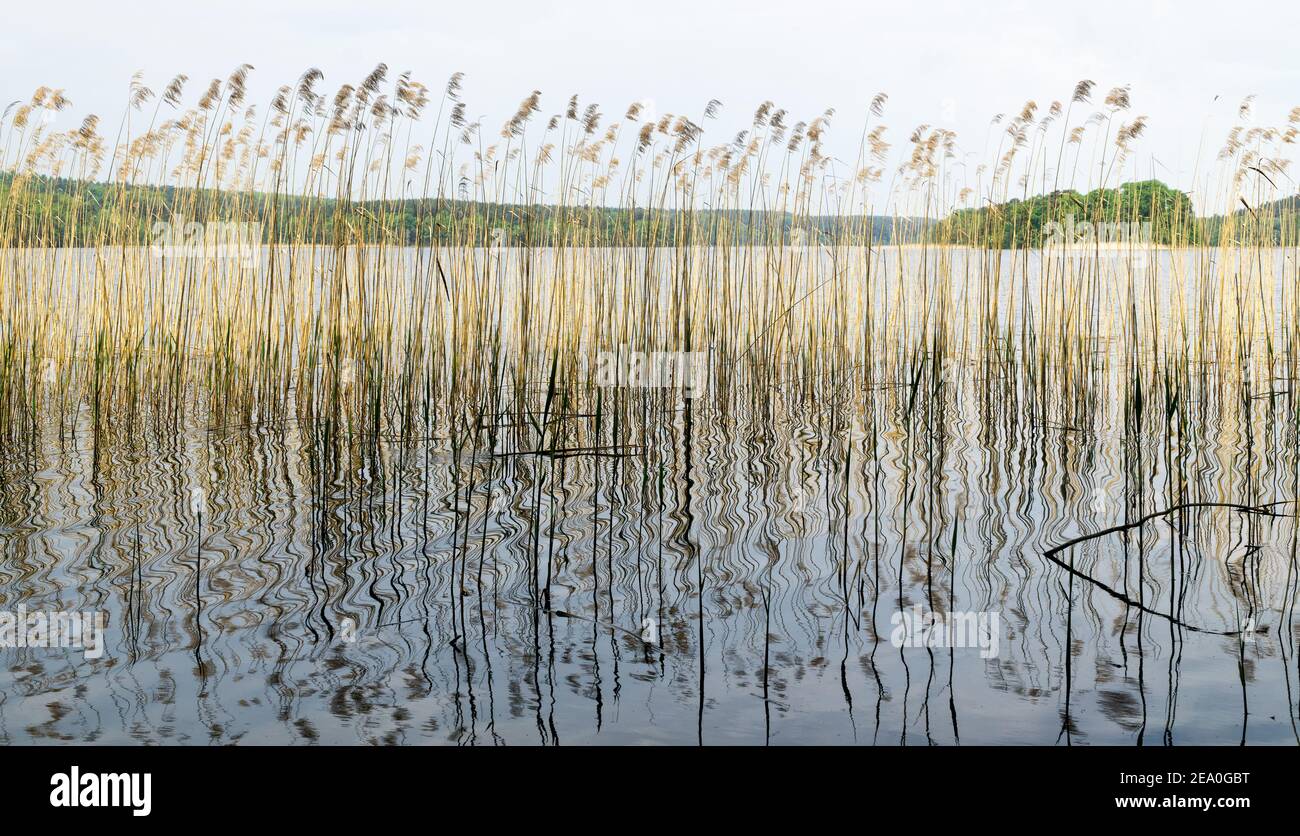 Natürlicher Hintergrund mit Küstenrohren mit Reflexion und glänzendem Seewasser. Stockfoto