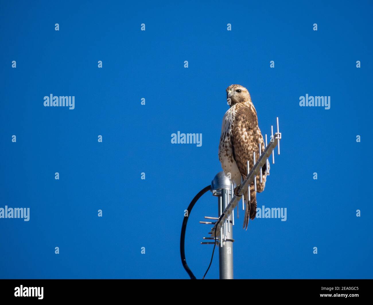 Red-tailed Hawk auf Antenne Stockfoto
