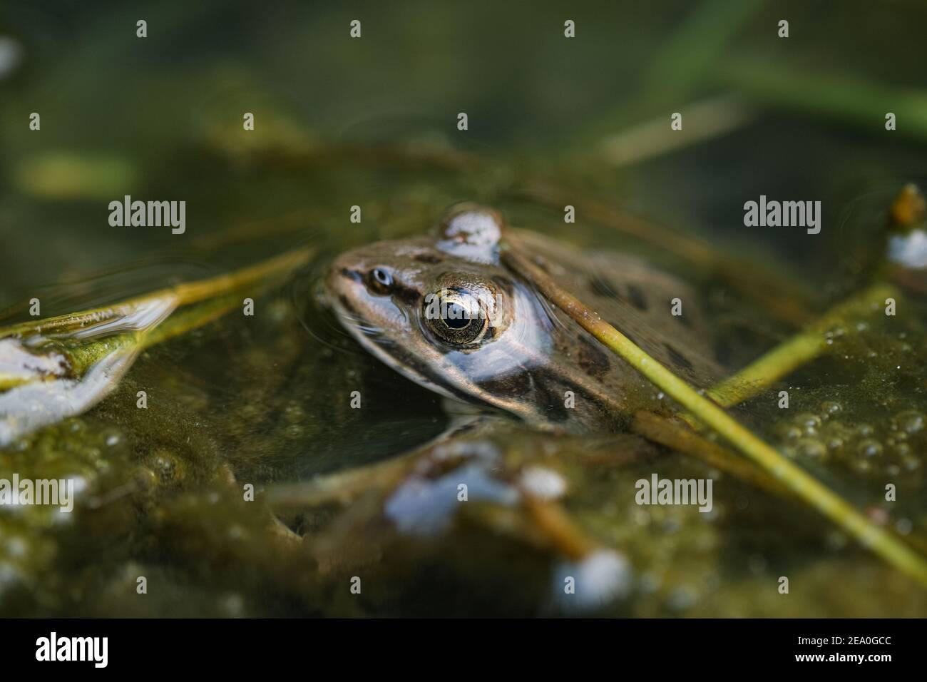 Wild Teichfrosch Auge Nahaufnahme Makroansicht während der Ruhe Auf dem Wasser, Amphibientiere Stockfoto
