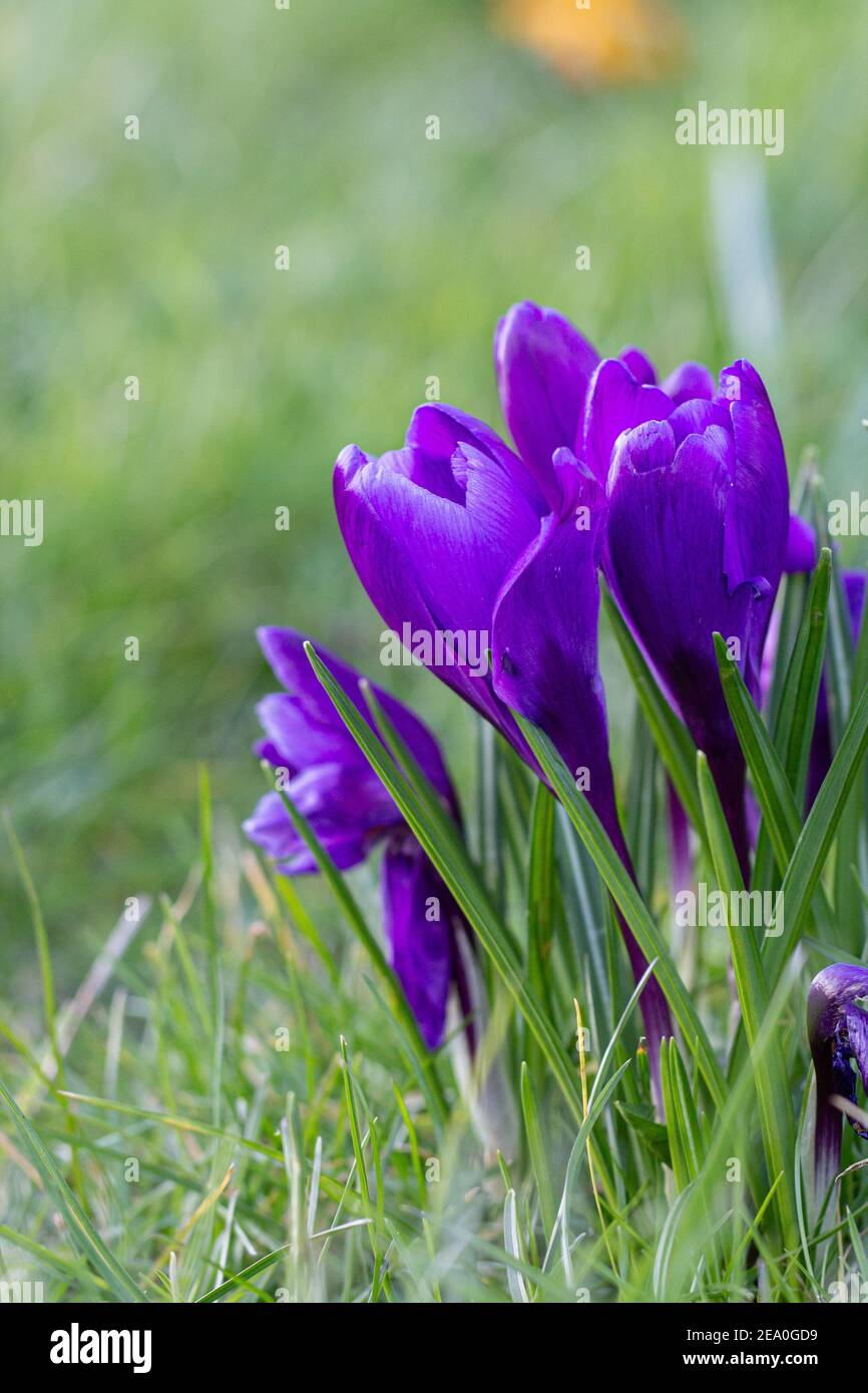 Krokusse, eine der ersten Frühlingsblumen Stockfoto