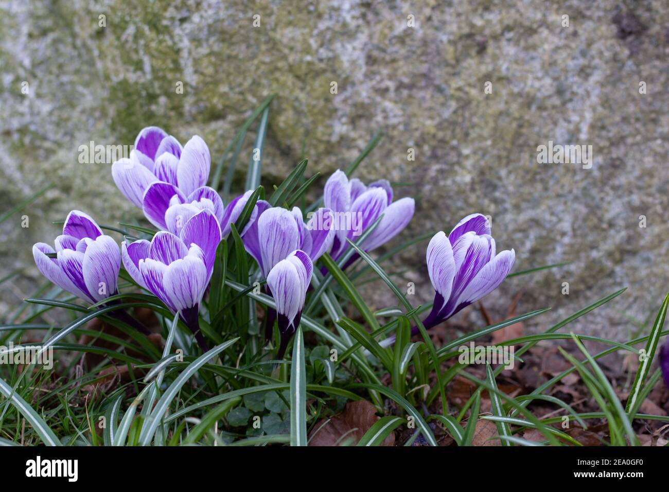 Krokusse, eine der ersten Frühlingsblumen Stockfoto