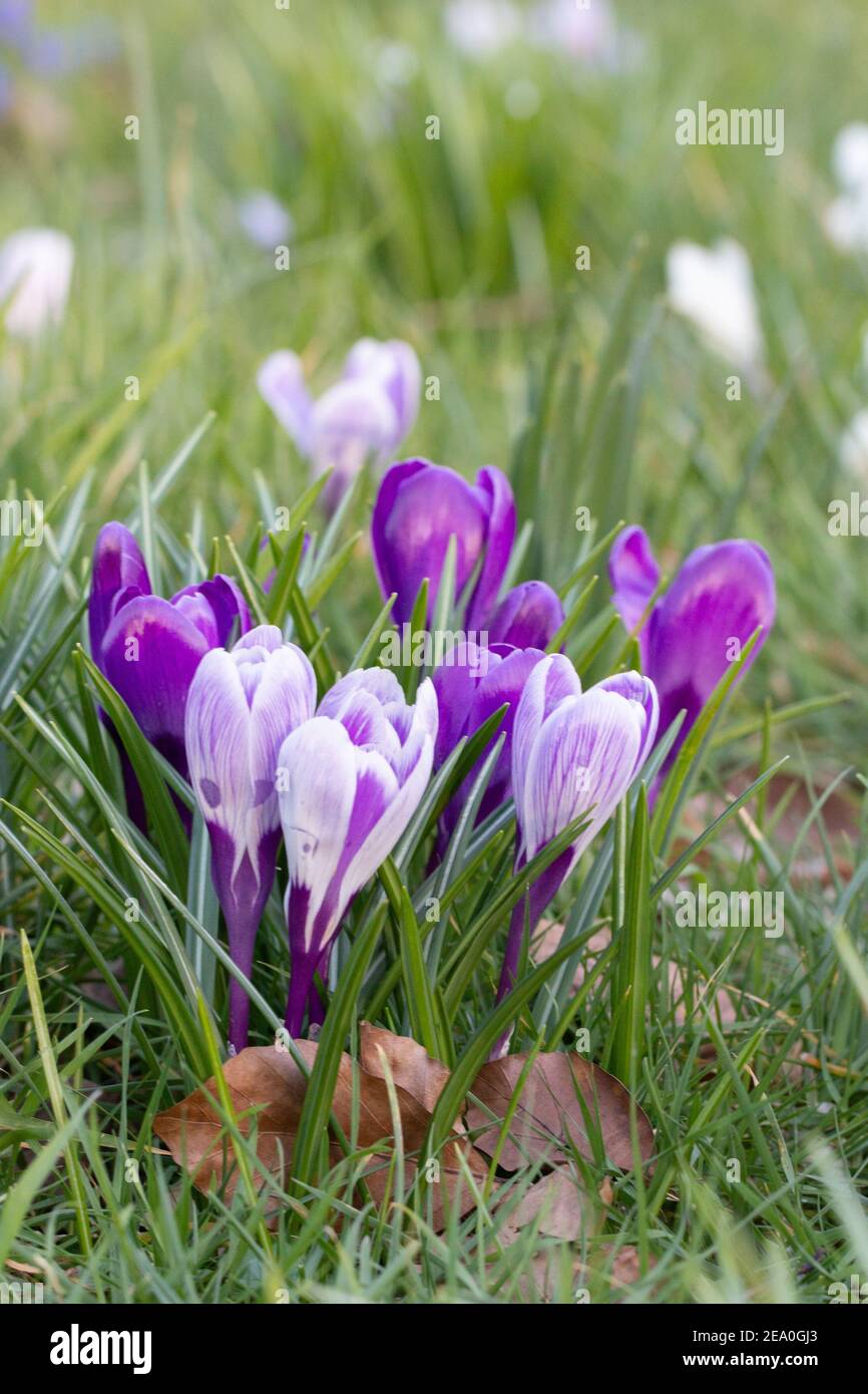 Krokusse, eine der ersten Frühlingsblumen Stockfoto