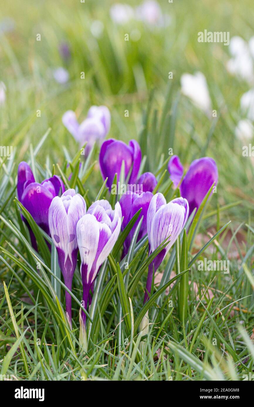 Krokusse, eine der ersten Frühlingsblumen Stockfoto