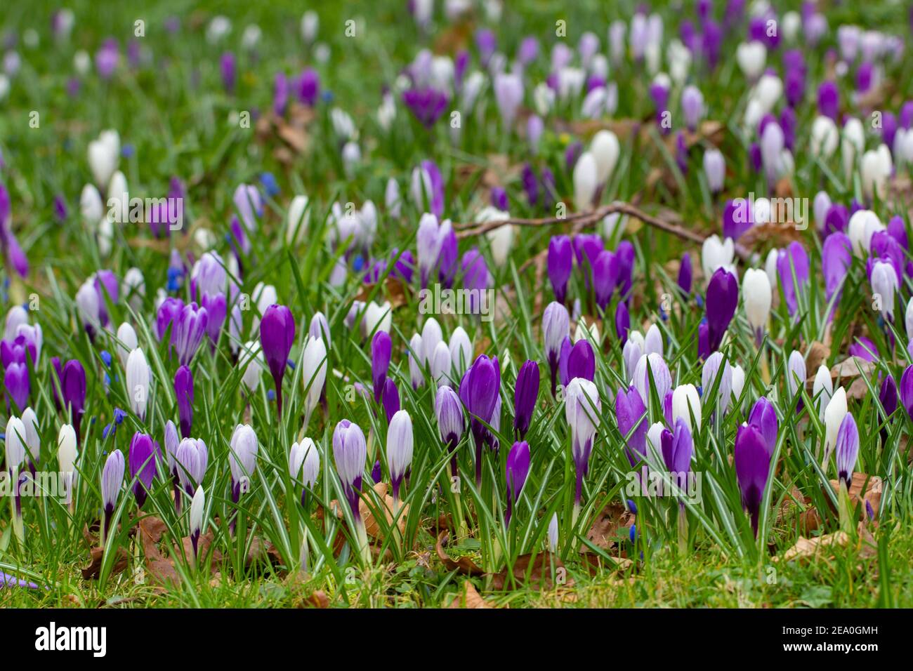 Krokusse, eine der ersten Frühlingsblumen Stockfoto