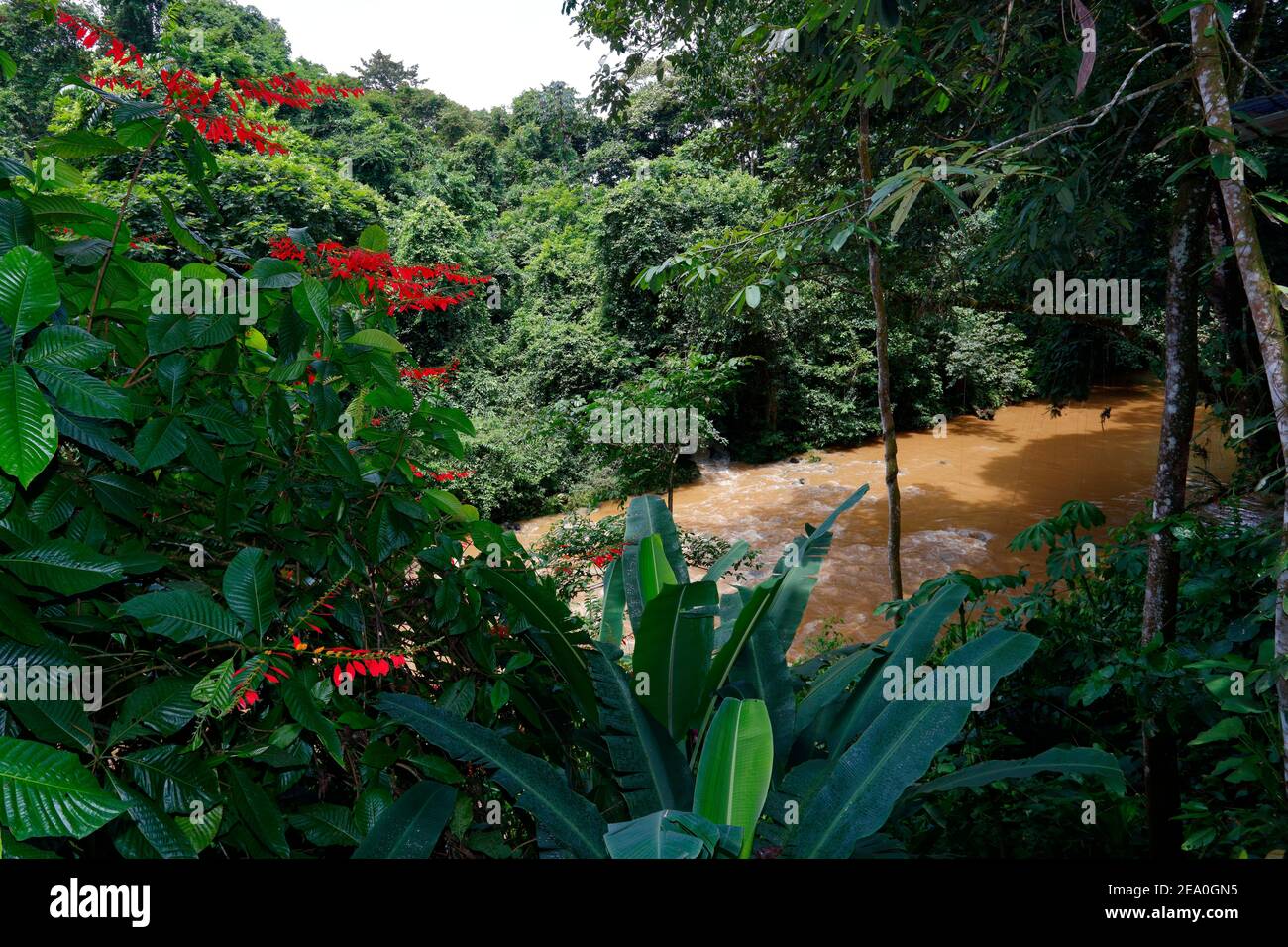 Eine tropische Szene entlang eines schlammigen Baches in Heredia, Costa Rica. Stockfoto