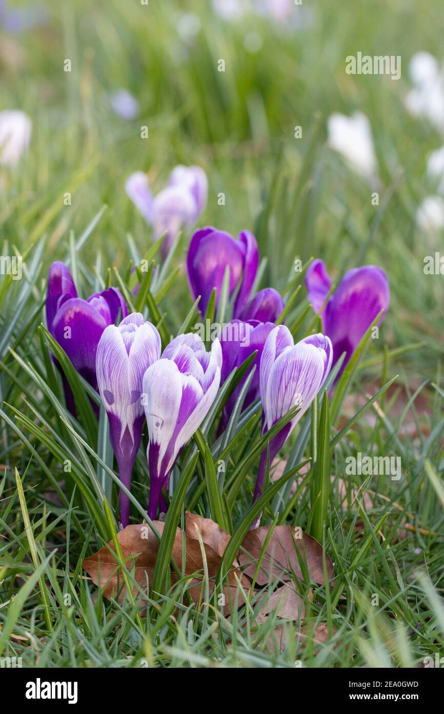 Krokusse, eine der ersten Frühlingsblumen Stockfoto