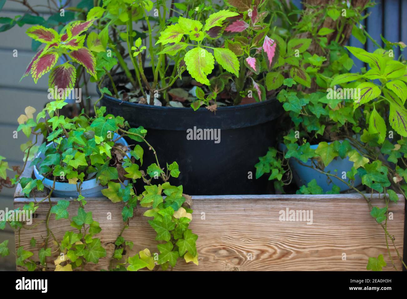 zimmerpflanzen black friday Rubus fruticosus 'Thornfree' | Gartenpflanze main image 0