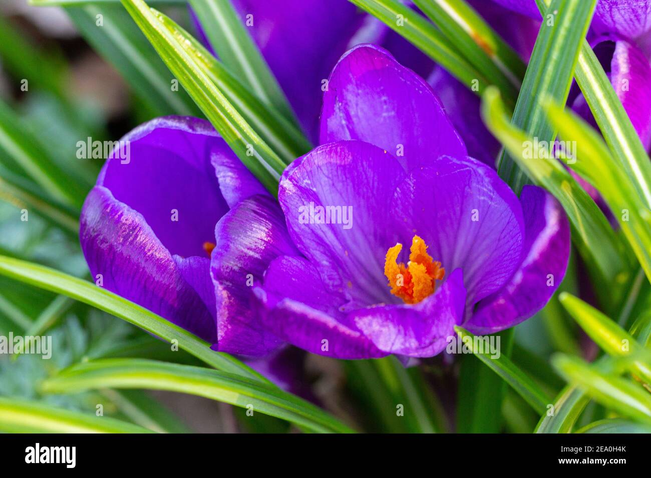Krokusse, eine der ersten Frühlingsblumen Stockfoto