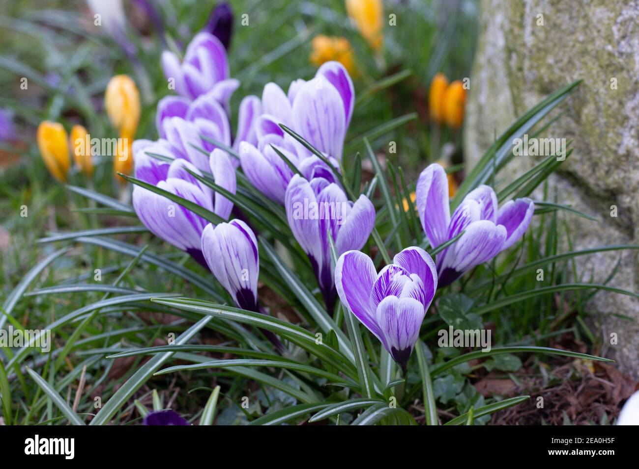 Krokusse, eine der ersten Frühlingsblumen Stockfoto