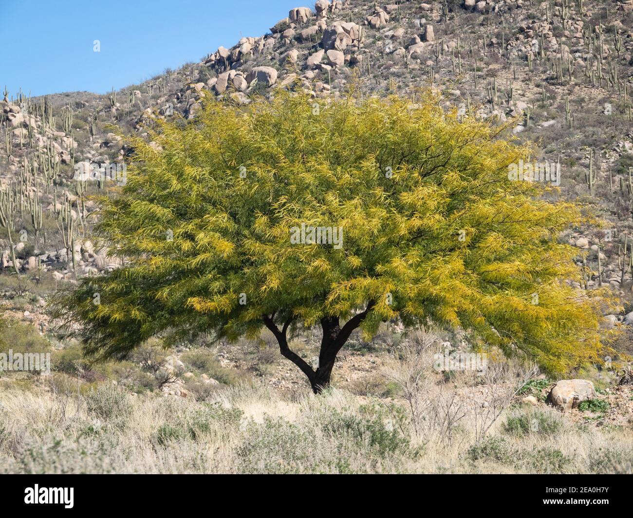 Texas Honig Mesquite Baum in einer Landschaft Stockfoto