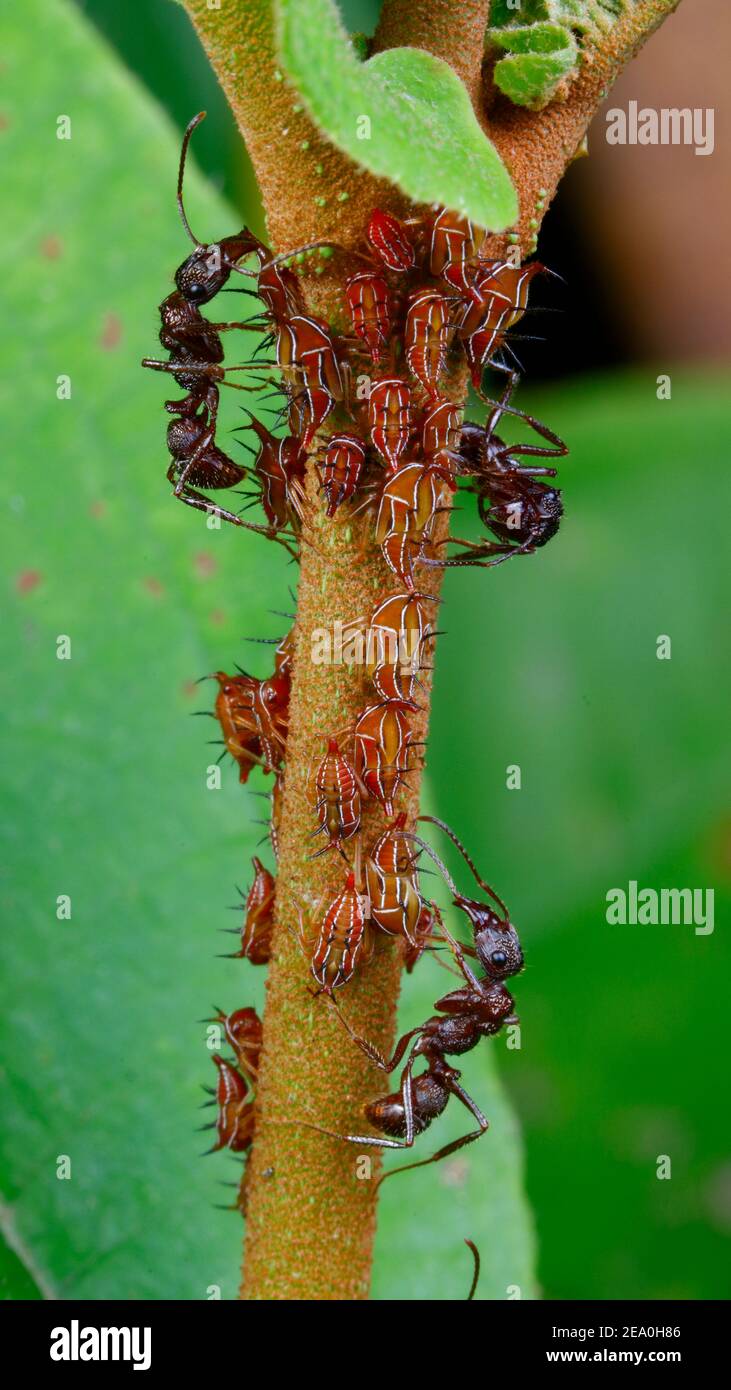 Ameisen schlürfen Honigtau und tending Blatt Trichter, Guayaquila gracilicornis , auf einem Pflanzenstamm. Stockfoto