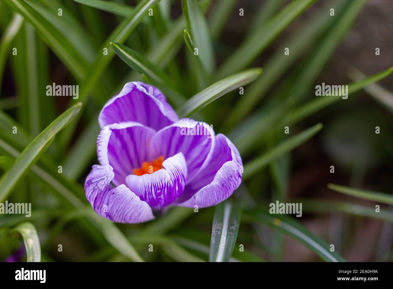 Krokusse, eine der ersten Frühlingsblumen Stockfoto
