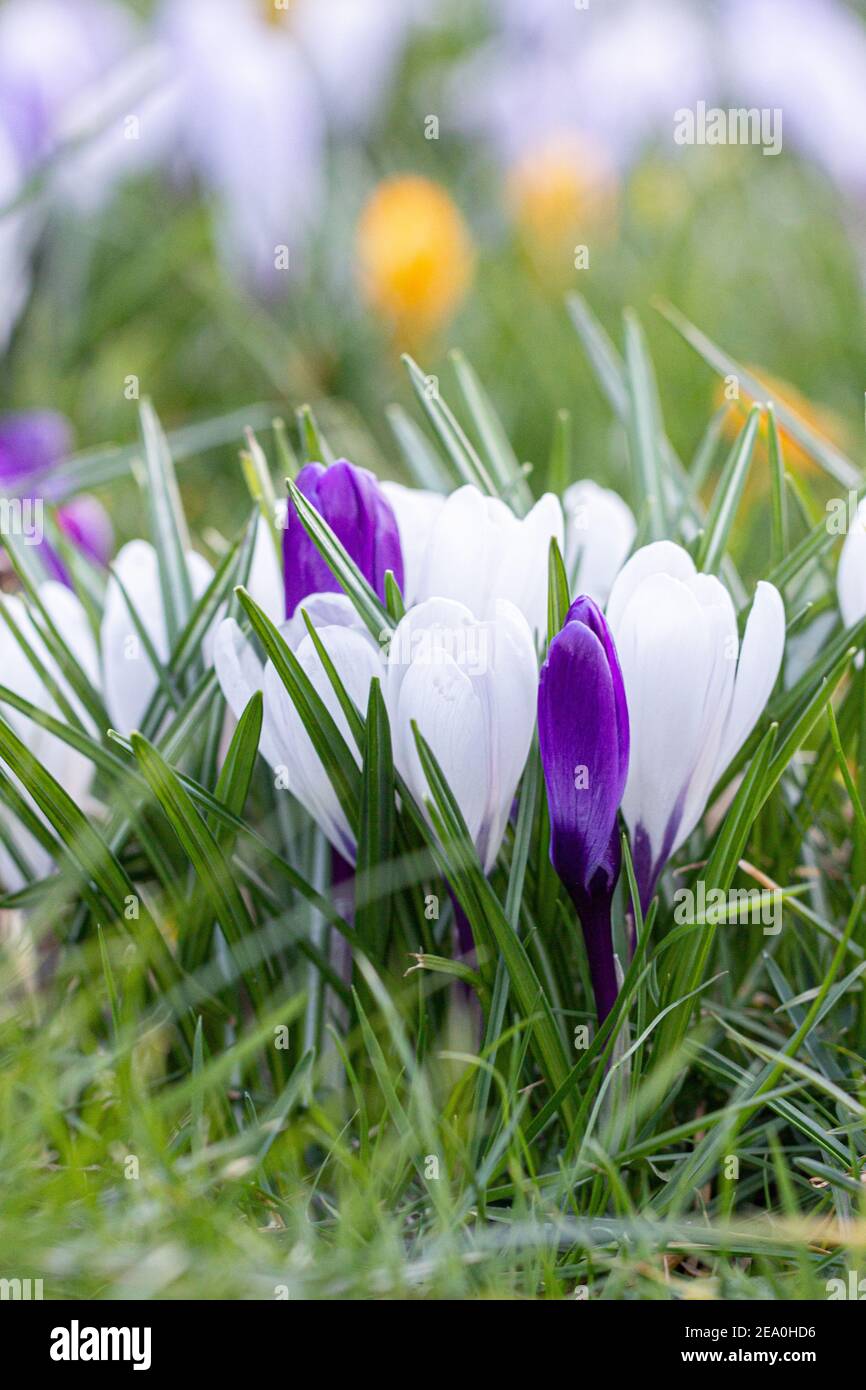Krokusse, eine der ersten Frühlingsblumen Stockfoto