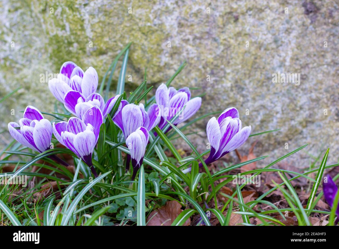 Krokusse, eine der ersten Frühlingsblumen Stockfoto