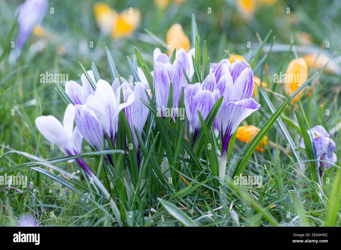 Krokusse, eine der ersten Frühlingsblumen Stockfoto