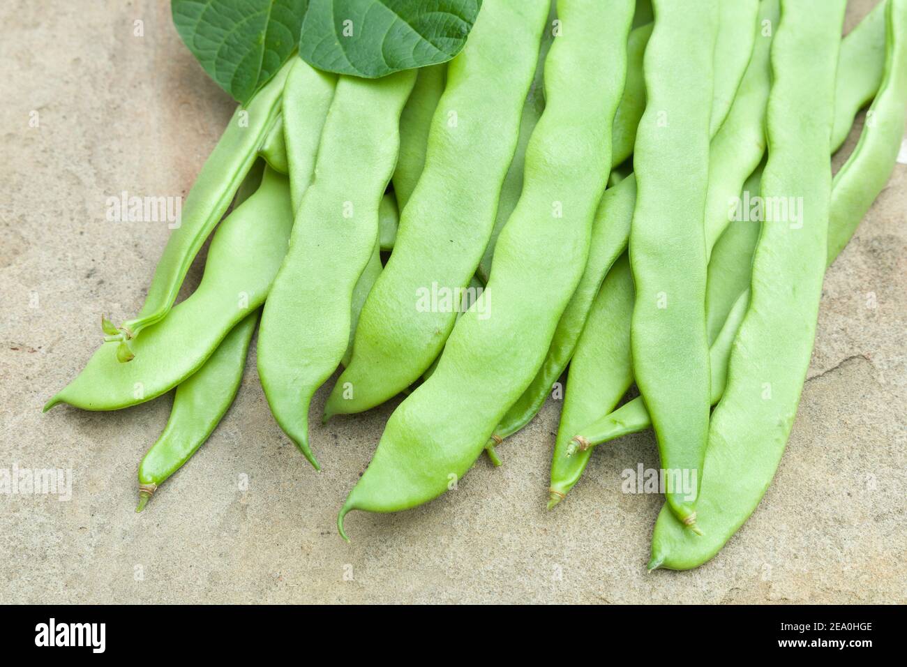 French Bean Hunter, Ernte von kletternden französischen Bohnen oder Bohnen, phaseolus vulgaris, Großbritannien Stockfoto