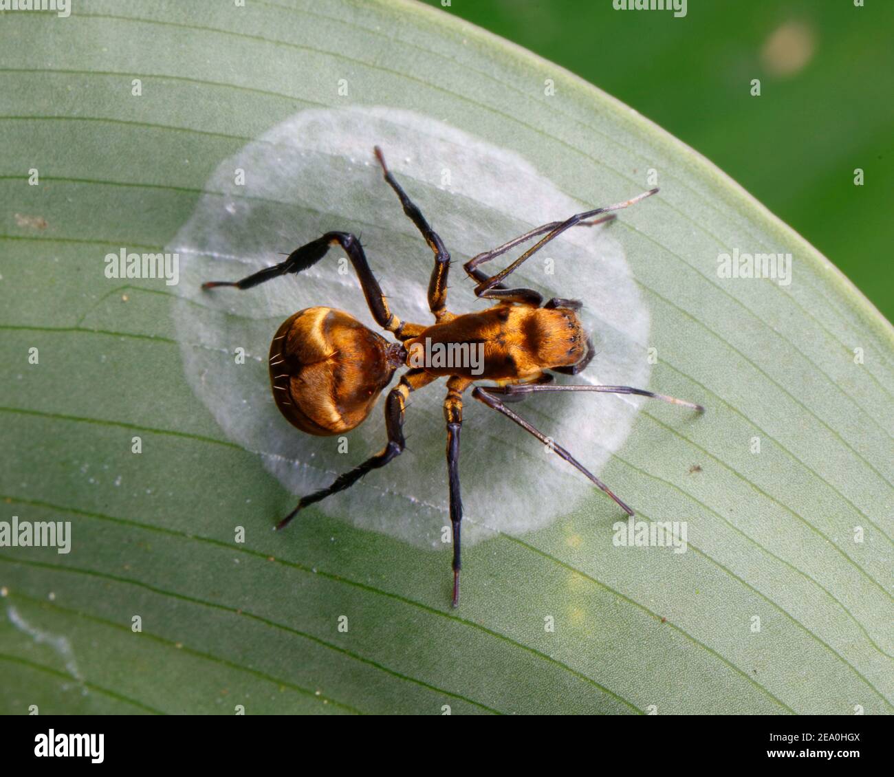 Eine goldene Tischlerameise mimische Spinne, Myrmecotypus rettenmeyeri, die Vorbereitung, die Masse des Eies zu legen. Stockfoto