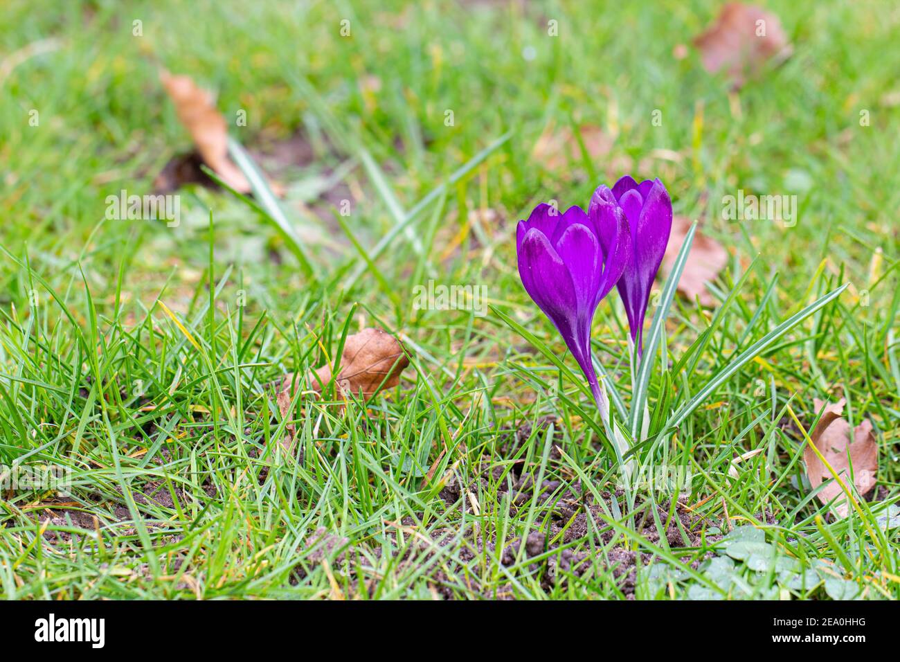 Krokusse, eine der ersten Frühlingsblumen Stockfoto