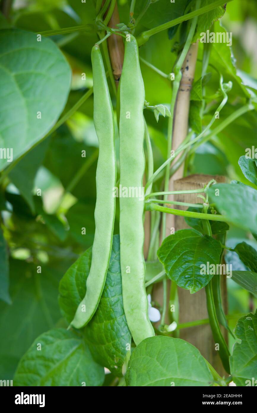 French Beans Hunter (phaseolus vulgaris) wächst auf einer Pflanze, Ernte von Kletterbohnen bereit für die Ernte, Großbritannien Stockfoto