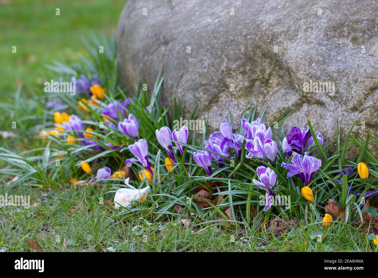Krokusse, eine der ersten Frühlingsblumen Stockfoto
