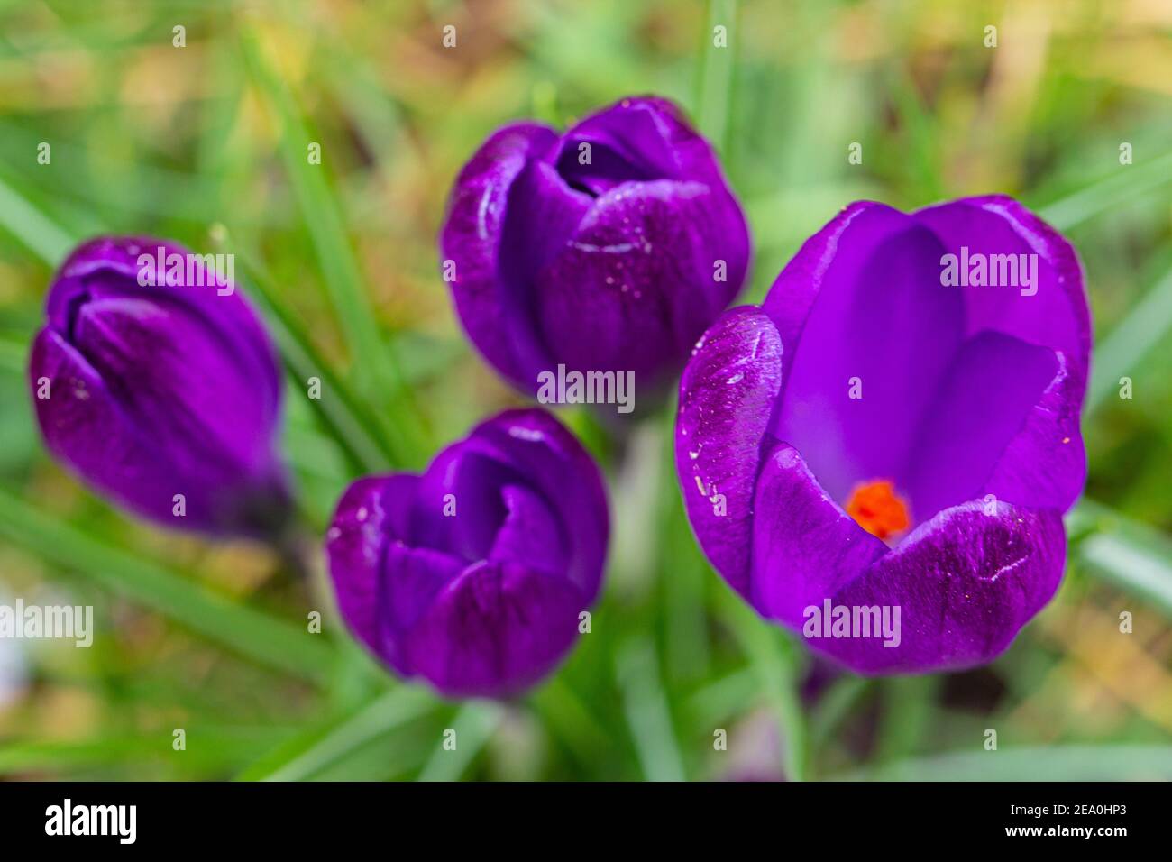 Krokusse, eine der ersten Frühlingsblumen Stockfoto