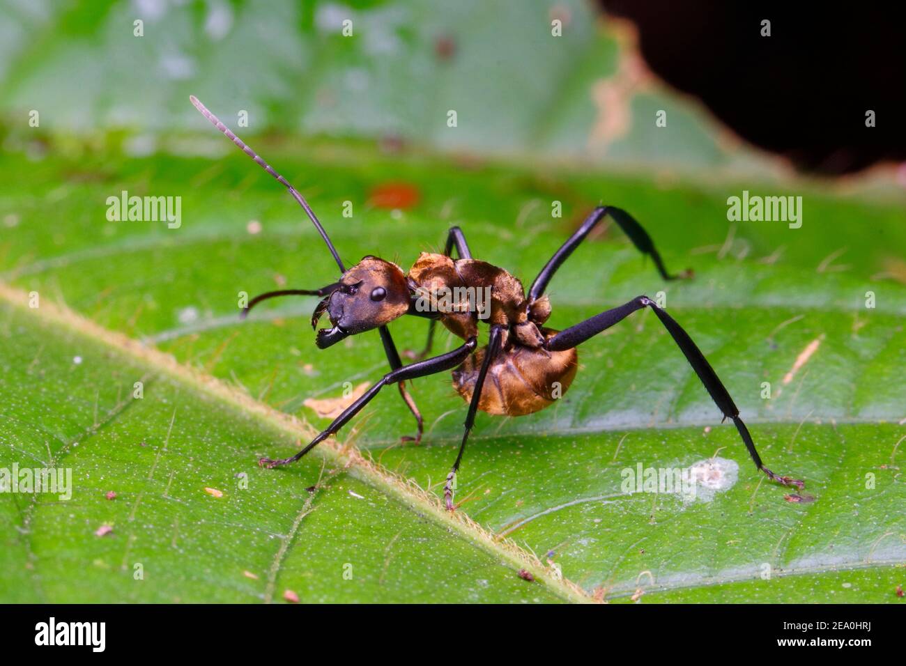 Eine goldene Zimmermann-Ameise, Camponotus sericeiventris, in einer Verteidigungshaltung auf einem Blatt. Stockfoto